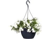 Jázmin ámpolna fehér mag. kb. 20-30 cm cserépátm. kb. 17 cm Solanum jasminoides