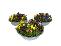 Szarvacskás árvácska válogatás cinkcserépben cserépátmérő kb. 29 cm