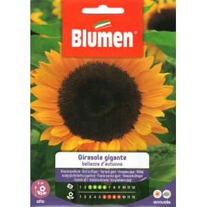 Blumen Napraforgómag 'Girasole gigante' nagy, sárga napraforgókhoz.