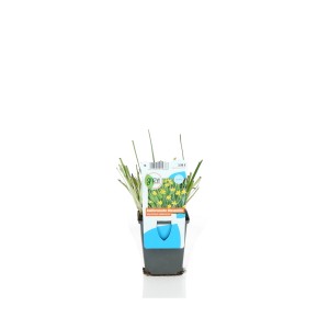 Sárga sásliliom cserépben, Sisyrinchium californicum, kerti tóhoz.