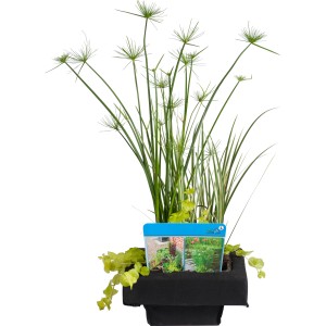 GROW by OBI úszó sziget vegyes növényekkel kosárban (Ø 18 cm) kerti tóhoz.