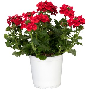 Piros vasfű (Verbena Hybrida) cserépben, virágzó függő növény a GROW by OBI-tól.