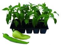 Paprika palánta 10 db/tálca