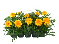 Tagetes 10 pack Tagetes 10 pack