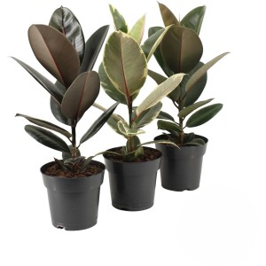 Gumi fa (Ficus elastica) fajta mix cserépben, különböző színek.