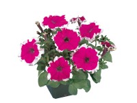 Aloha bloomastic 12 cm Aloha bloomastic 12 cm