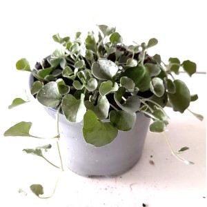 Ezüstös varjúköröm (Dichondra argentea) cserépben, ezüstös levelek, ideális erkélyre és kertbe.
