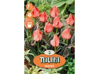 Greigii Oratorio tulipán Greigii Oratorio tulipán