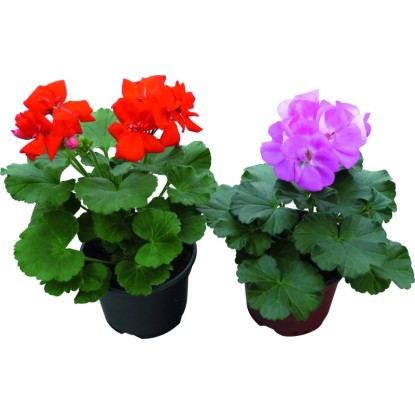 Álló és félfutó muskátli 10 cm-es cserépben