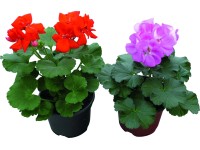 Álló és félfutó muskátli 10 cm-es cserépben