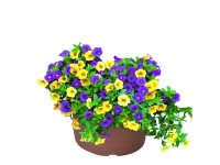 Dúsvirágú petúnia (