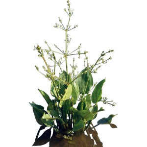Vízi hídőr (Alisma plantago-aquatica) cserépben, mocsári növény a kerti tóba.