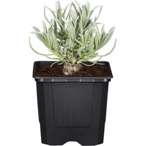 GROW by OBI Fehér levendula Alba fekete cserépben, kb. 10-20 cm magas.