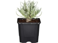 GROW by OBI fehér levendula 