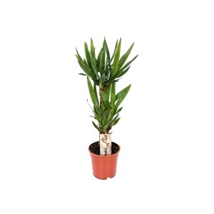 Yucca pálma, kb. 75 cm magas, barna cserépben. Szobanövény világos helyekre.