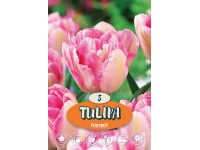 Tulipán Tulipán