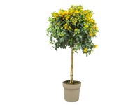 Sétányrózsa törzses forma magasság kb. 80 cm cserép Ø kb. 17 cm Lantana camara Sétányrózsa törzses forma magasság kb. 80 cm cserép Ø kb. 17 cm Lantana camara