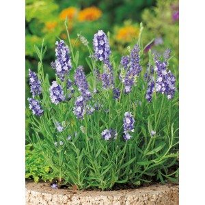 Virágzó Felice levendula (Lavandula angustifolia) cserépben, lila virágok és zöld levelek.