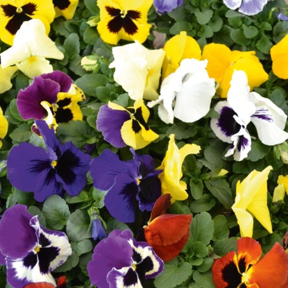 Színes árvácskák (Viola wittrockiana) 9 cm-es cserépben, különböző színekben, tavaszi ültetéshez.