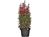 OBI lobélia cserépátmérő: kb. 19 cm Lobelia