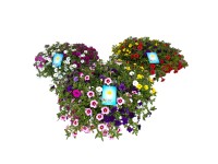 Petúnia trió cinkcserépben cserépátmérő kb. 29 cm Calibrachoa