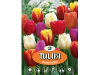 Tulipán Tulipán