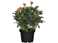 Szobarózsa válogatás mag. kb. 25-30 cm cserépátmérő kb. 10,5 cm Rosa Hybride Szobarózsa válogatás mag. kb. 25-30 cm cserépátmérő kb. 10,5 cm Rosa Hybride