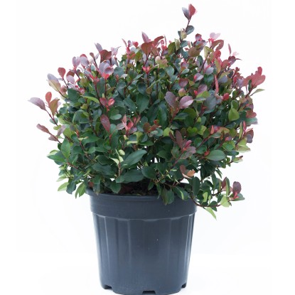 GROW by OBI korallberkenye Little Red Robin magasság kb. 25-30cm cserép 10 l