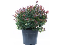 GROW by OBI korallberkenye Little Red Robin magasság kb. 25-30cm cserép 10 l