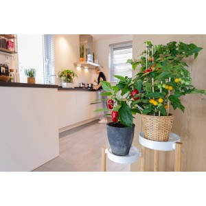 GROW by OBI Piros Cseresznyeparadicsom Pick & Joy cserépben, érett piros és sárga paradicsomokkal a konyhában.