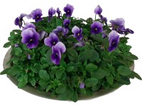 Tavaszi virágok cink cserépben magasság kb. 15 cm cserépátmérő kb. 29 cm