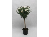 Margaréta fácska 18 cm