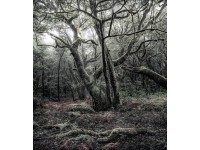 Vlies fotótapéta Das Model 250 cm x 280 cm