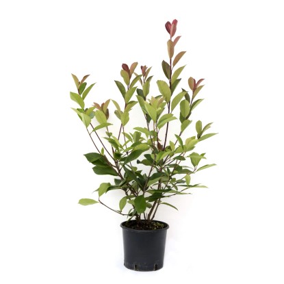 OBI korallberkenye "Red Robin" magassága kb. 40 - 50 cm cserepe kb. 5 l Photinia