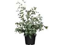 Eukaliptusz cserépátmérő kb. 13 cm Eucalyptus gunnii
