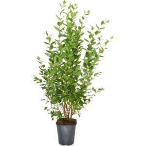 Ovális levelű fagyal cserépben, kb. 100-125 cm magas, ideális sűrű sövényekhez.