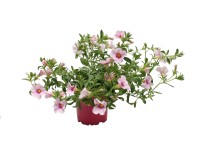 Calibrachoa rózsaszín 10,5 cm Calibrachoa rózsaszín 10,5 cm