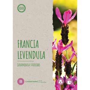 Francia Levendula (Lavandula stoechas) vetőmag csomag levendula virágokkal.