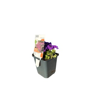 Kékpárna Tauricola Violet 9 cm-es cserépben. Aubrieta lila virágokkal.