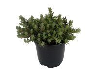 Kövi varjúháj cserépátmérő kb. 11 cm Sedum reflexum