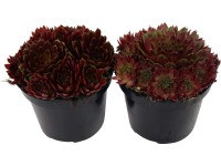 OBI kövirózsa piros cserépátmérő: kb. 12 cm Sempervivum