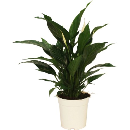 Vitorlavirág cserépátmérő: kb. 21 cm (Spathiphyllum)