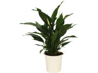 Vitorlavirág cserépátmérő: kb. 21 cm (Spathiphyllum)