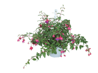 Fukszia nagyvirágú ampolnás 22 cm Fukszia nagyvirágú ampolnás 22 cm