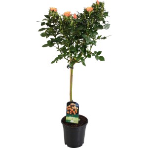 Sárga-narancs törzses rózsa cserépben, kb. 70-80 cm magas. Dekoratív ágyásokba és cserepekbe.