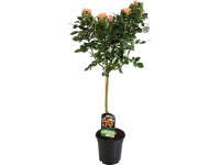 Rózsa törzses sárga/narancs Rózsa törzses sárga/narancs