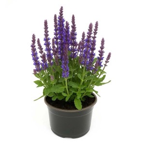 Mezei zsálya Salvia nemorosa élénk lila-kék virágokkal, fekete cserépben. Erős évelő kerti ágyásokba.