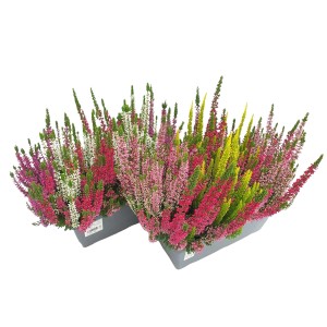 Multicolour Trio Seprence dobozban, különböző színek, kb. 10-15 cm magas.