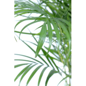 Közelkép egy cserepes aranygyümölcspálma (Areca Dypsis lutescens) zöld leveleiről.