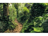 Komar vlies fotótapéta Path of Dreams 400 cm x 250 cm